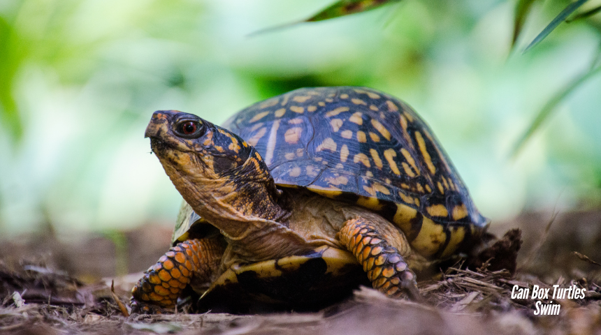 Can Box Turtles Swim