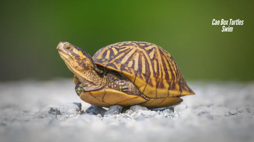 Can Box Turtles Swim