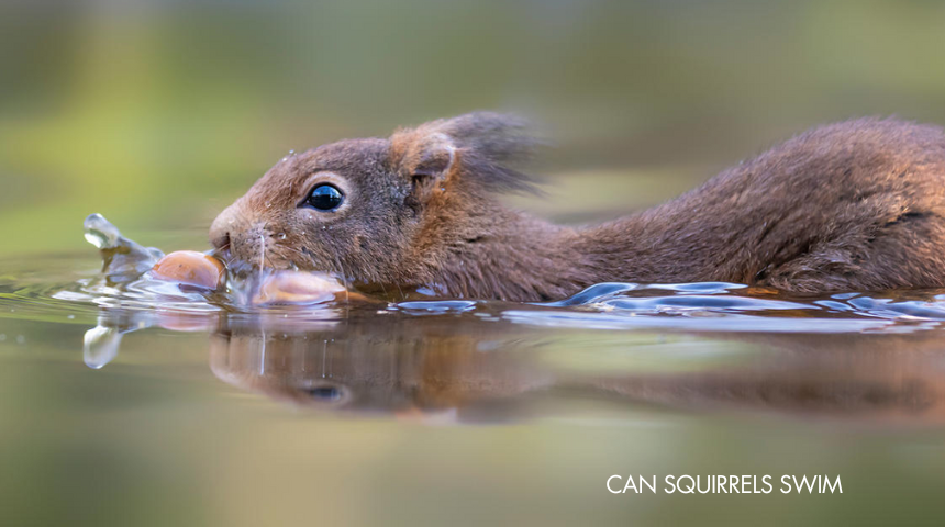 Can A Squirrel Swim