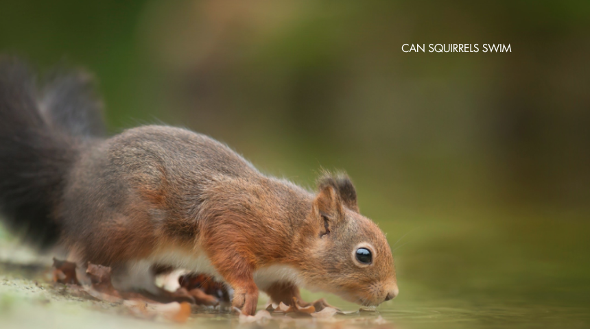 Can A Squirrel Swim