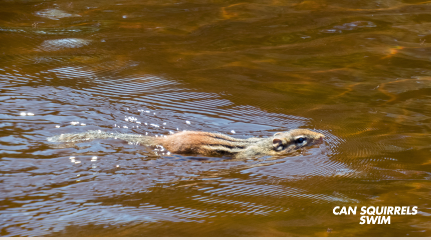 Can A Squirrel Swim