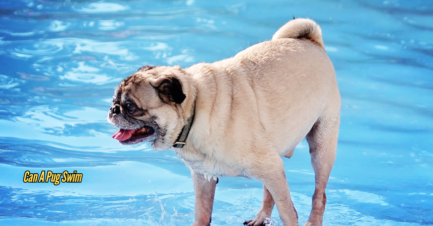 Can A Pug Swim