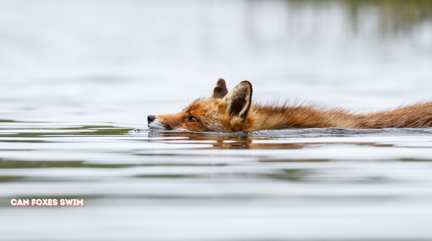 Can Foxes Swim