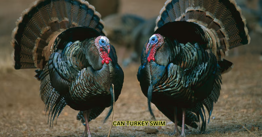 Can Turkey Swim