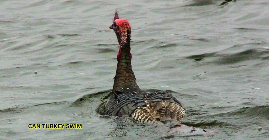 Can Turkey Swim