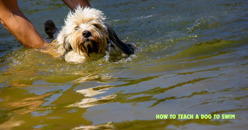 How To Teach A Dog To Swim