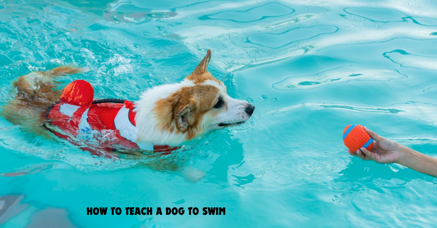 How To Teach A Dog To Swim 