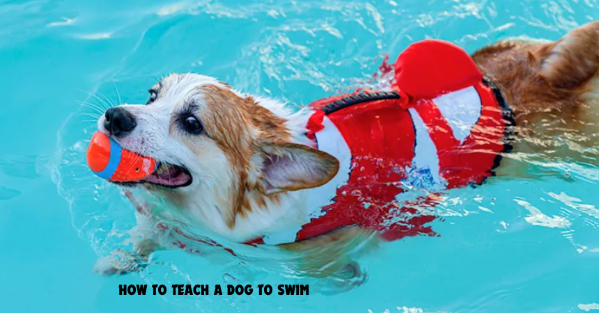 How To Teach A Dog To Swim