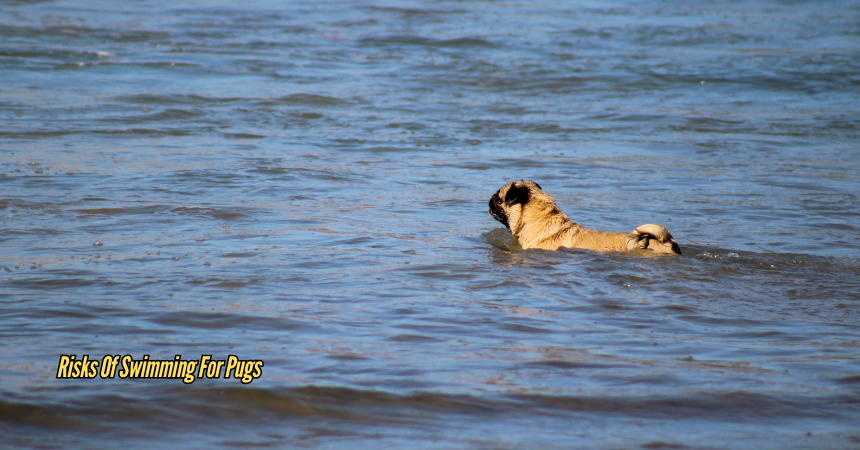 Can A Pug Swim