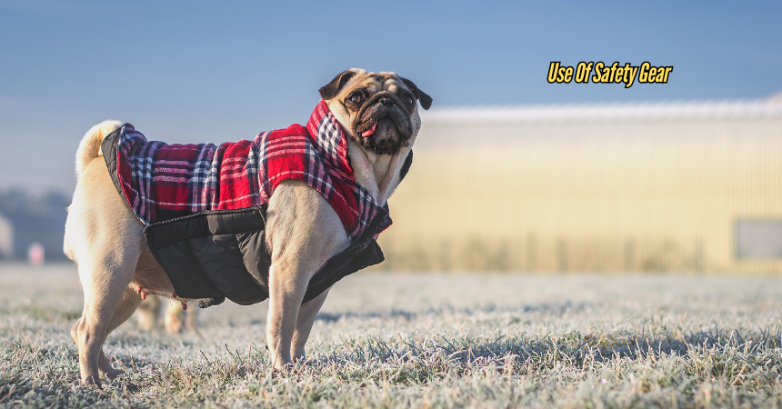 Can A Pug Swim